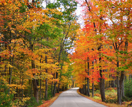 בוסטון, שלכת אדומה