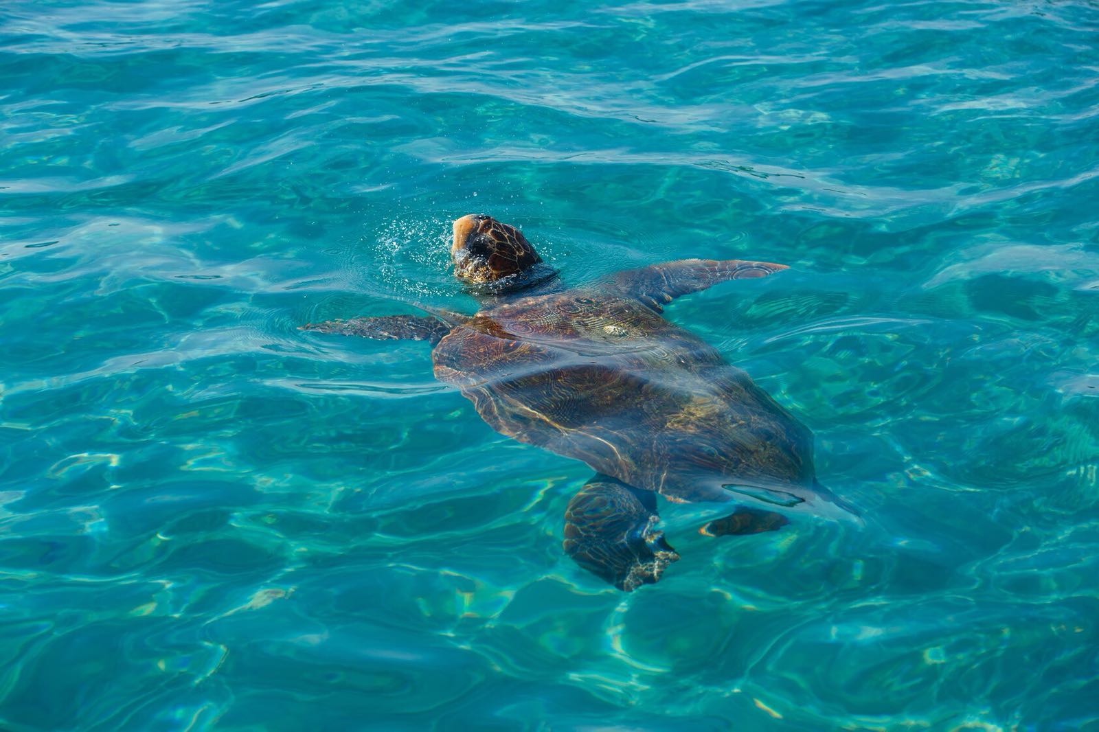 צבי ים באי זקינטוס