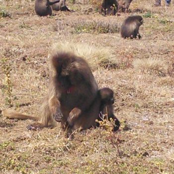 אתיופיה, הרי הסימיאן