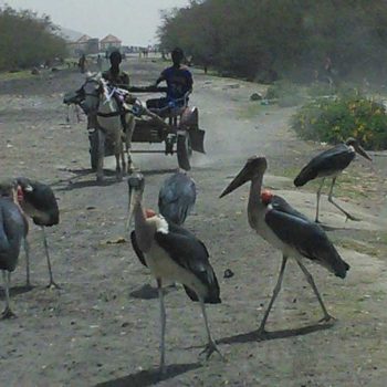 אתיופיה, אווסה-ציפורים