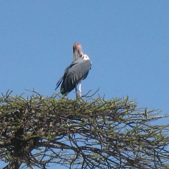 אתיופיה אגם לנגנו