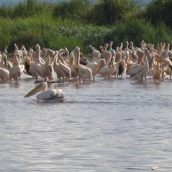 אתיופיה, אגם צ'אמו