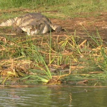 אתיופיה, אגם צ'אמו