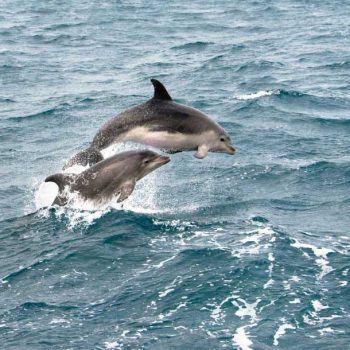 בוסטון, שיט לווייתנים